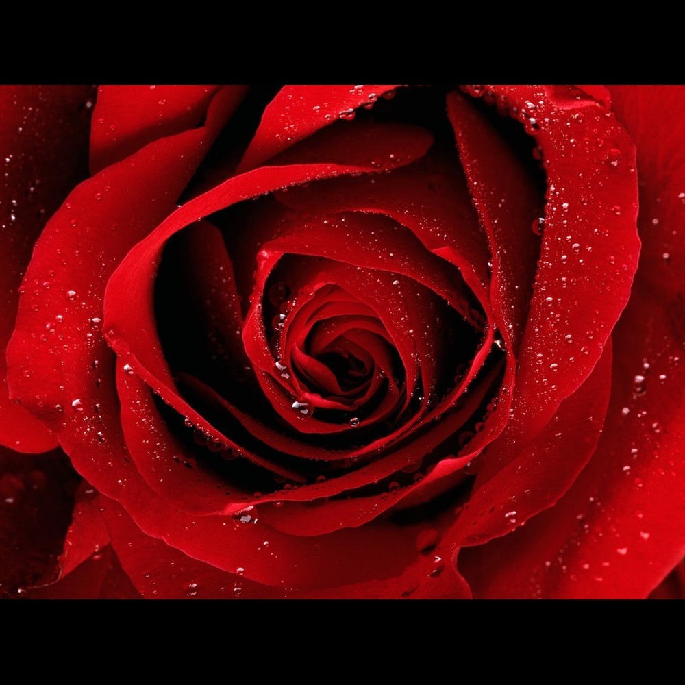 Meet your Posher, La’trice